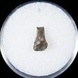 Hadrosaur Tooth - Two Medicine Formation #14822-1